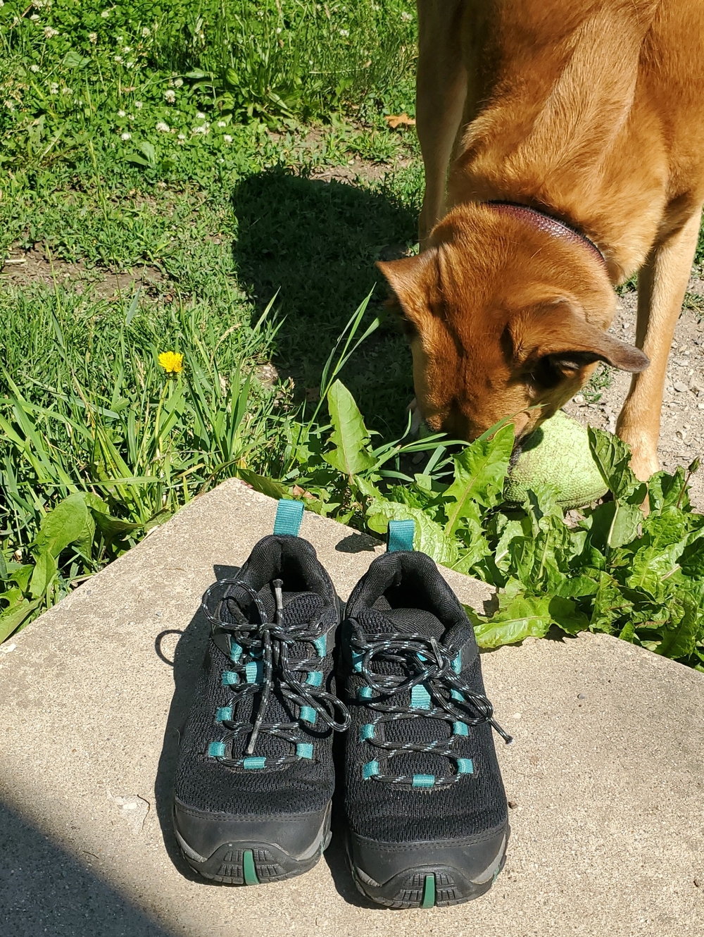 Merrell J84582